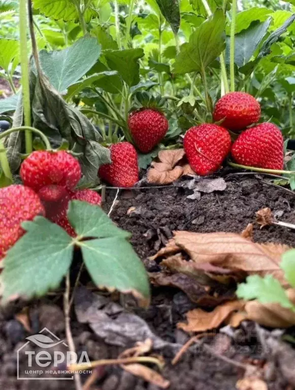 Участок в Крым, Первомайский район, с. Правда ул. Садовая, 63 (15.0 ... - Фото 1
