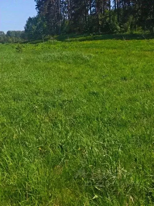 Участок в Московская область, Рузский муниципальный округ, д. Орешки  ... - Фото 1