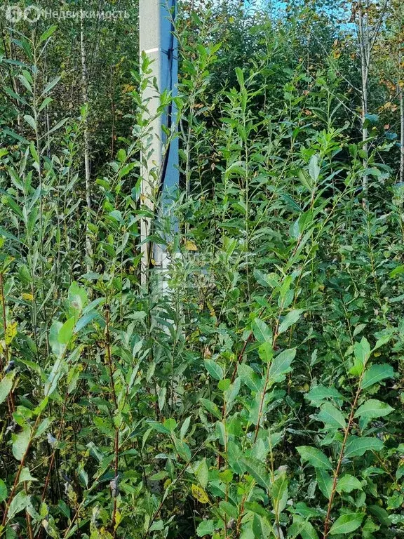 Участок в Пасеговское сельское поселение, деревня Головизнинцы (20 м) - Фото 2