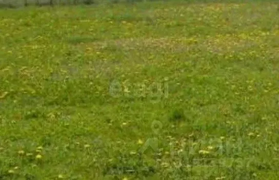 Участок в Псковская область, Псковский район, Завеличенская волость, ... - Фото 2