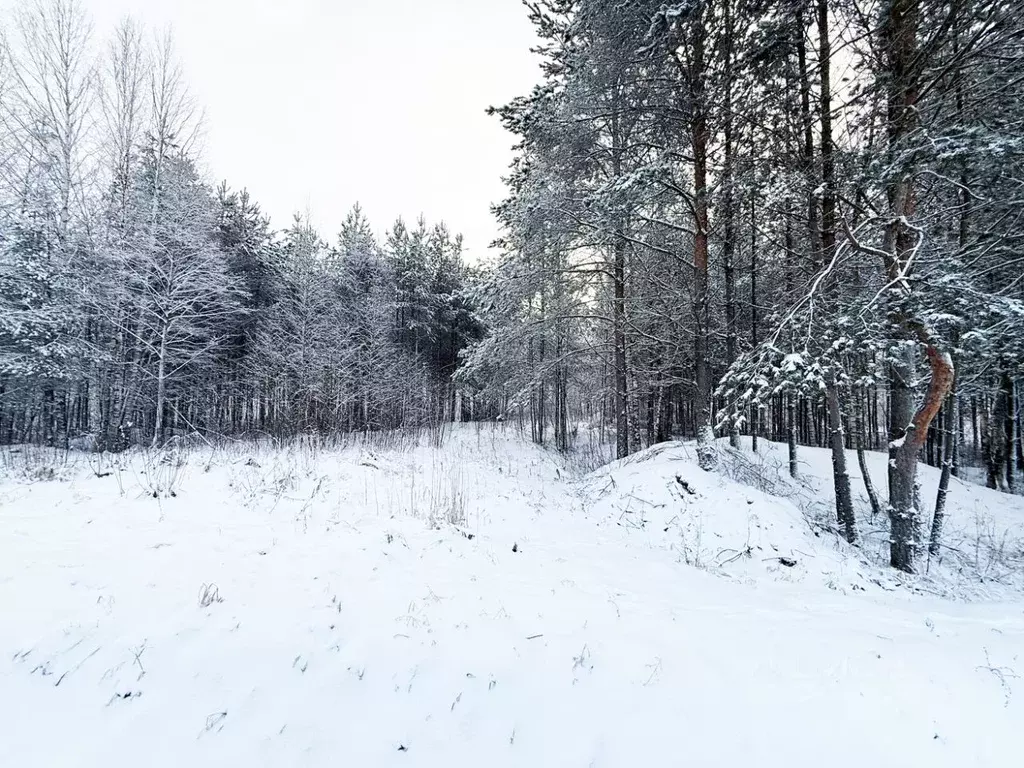 Участок в Ленинградская область, Всеволожский район, Бугровское ... - Фото 2