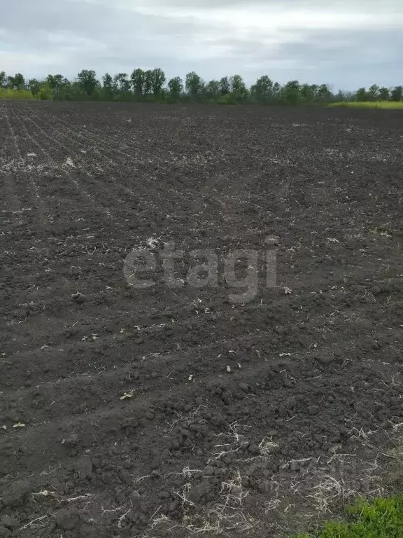Участок в Воронежская область, Новоусманский район, с. Хреновое ... - Фото 2