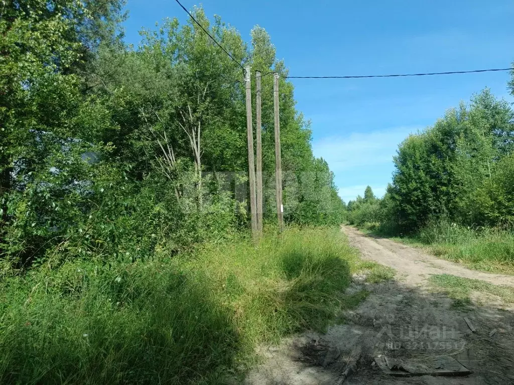 Участок в Вологодская область, Сокольский муниципальный округ, Дачное ... - Фото 1
