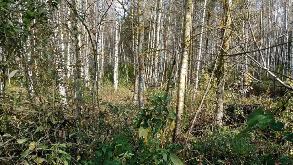 Участок в Московская область, Егорьевск муниципальный округ, д. ... - Фото 1