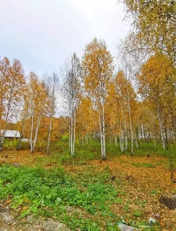 Участок 9 сот. (ИЖС) - Фото 0