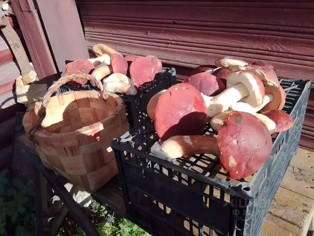 Участок в Тверская область, Весьегонский район, д. Стрелица  (9.0 ... - Фото 1