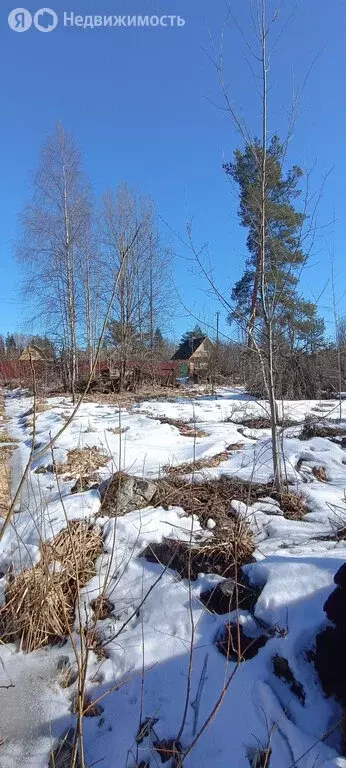 Участок в Мшинское сельское поселение, садоводческий массив Мшинская, ... - Фото 1