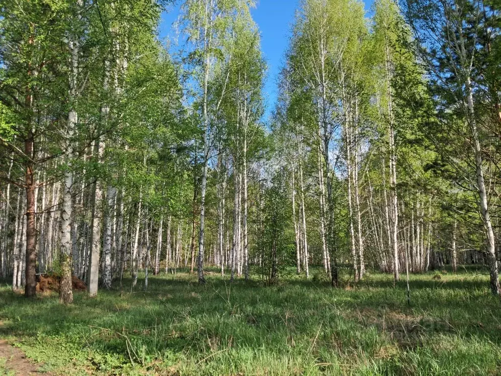 Участок в Курганская область, Кетовский муниципальный округ, ... - Фото 1