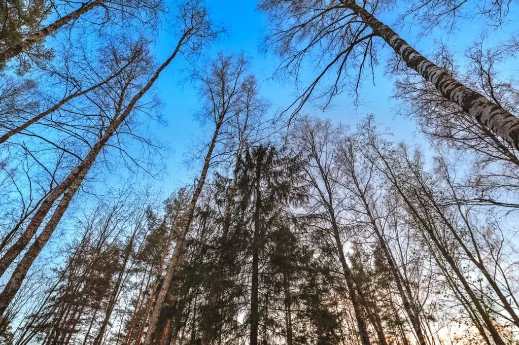 Участок в Ленинградская область, Всеволожский район, Лесколовское ... - Фото 1