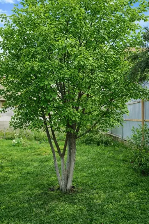 Дом в Башкортостан, Уфа пос. Некрасово, ул. Летчицы Сыртлановой (153 ... - Фото 2