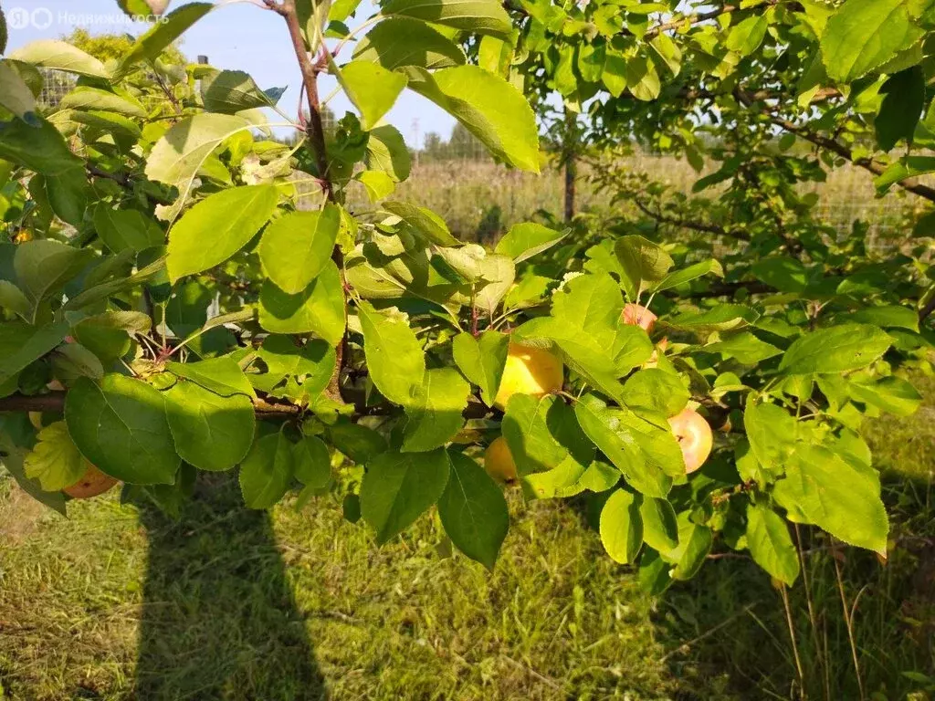 Участок в Железковское сельское поселение, деревня Золотово (60 м) - Фото 2