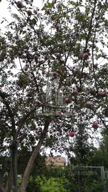 Дом в Калужская область, Бабынинский район, Муромцево с/пос, д. ... - Фото 1