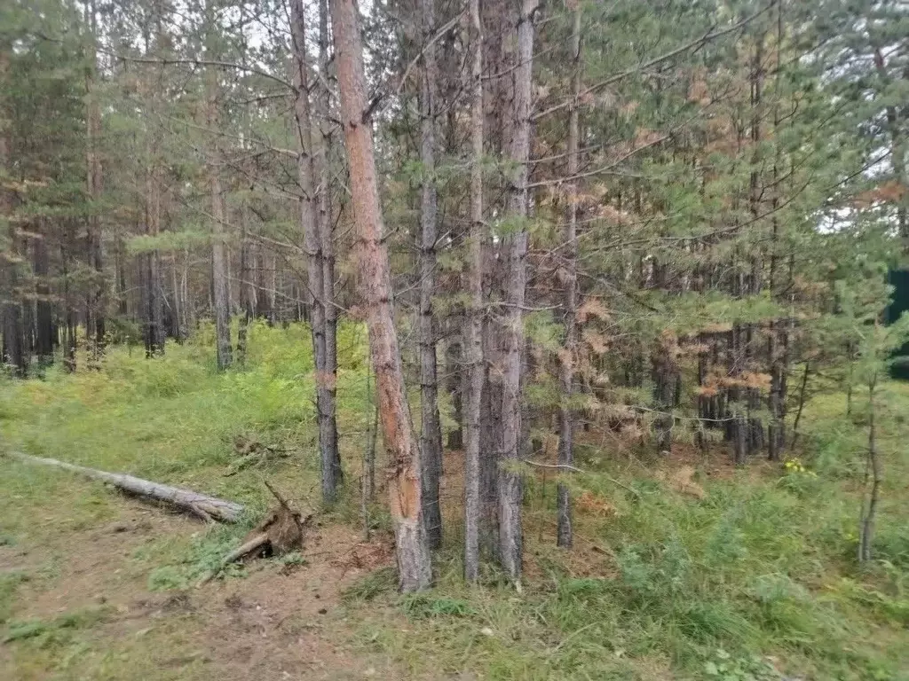 Участок в Забайкальский край, Читинский район, Смоленское с/пос, ... - Фото 1