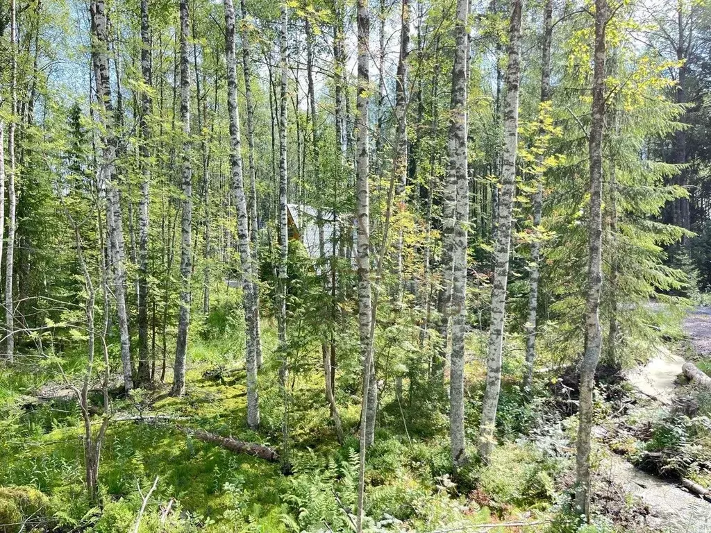 Участок в Ленинградская область, Всеволожский район, Токсовское ... - Фото 0