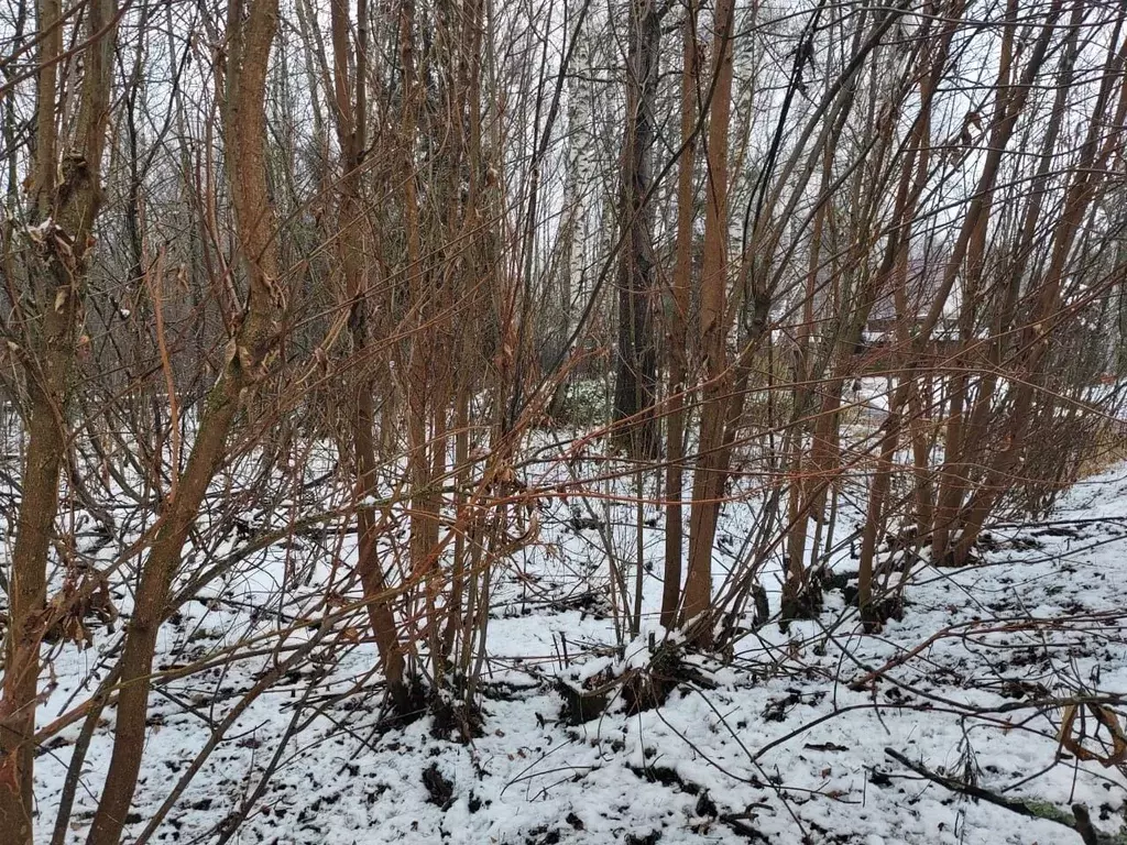 Участок в Московская область, Можайский муниципальный округ, д. ... - Фото 2