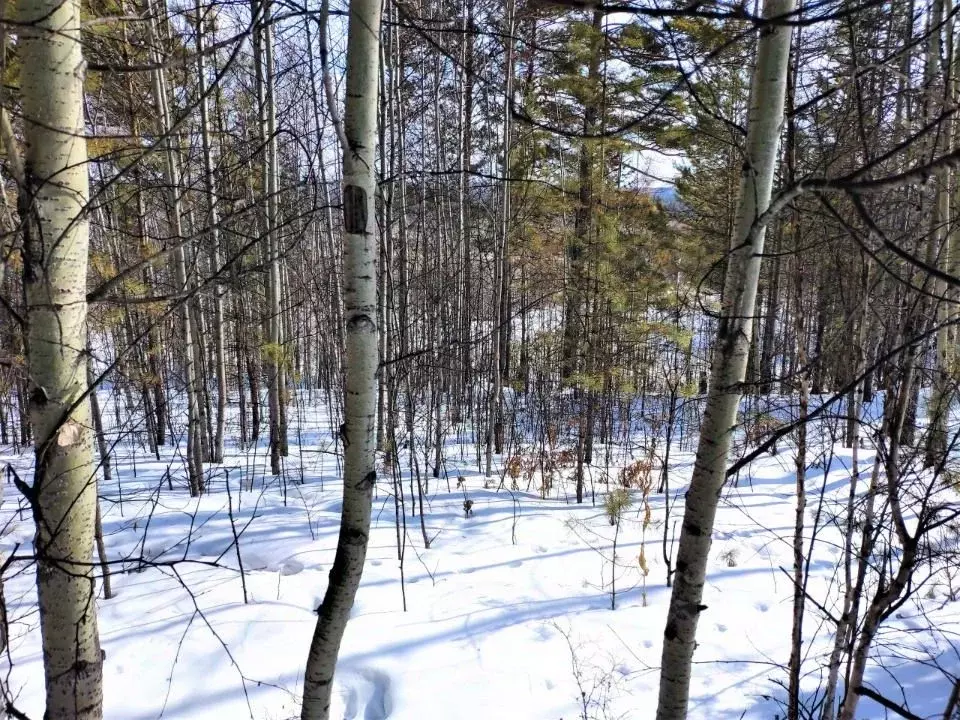 Участок в Иркутская область, Иркутский муниципальный округ, Лесная ... - Фото 2