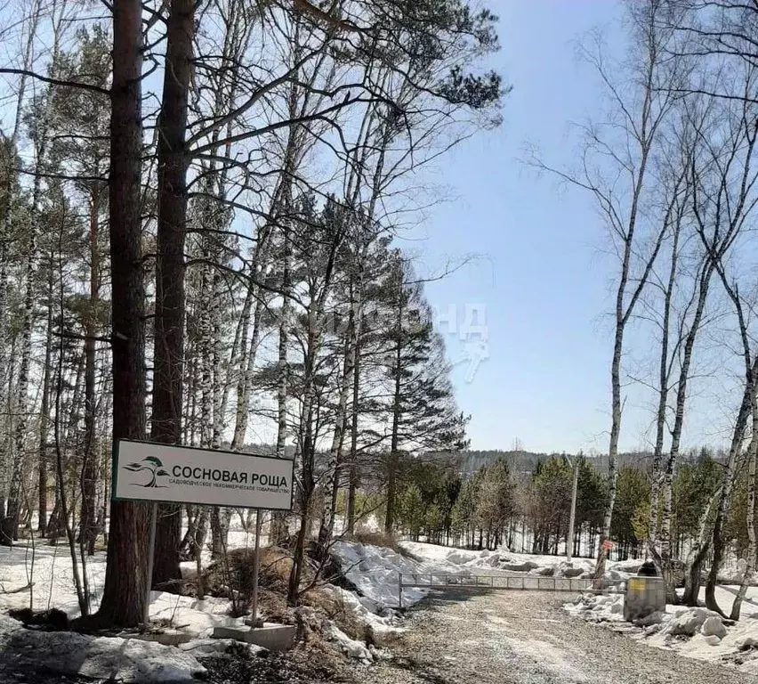 Участок в Новосибирская область, Новосибирский район, Новолуговской ... - Фото 1