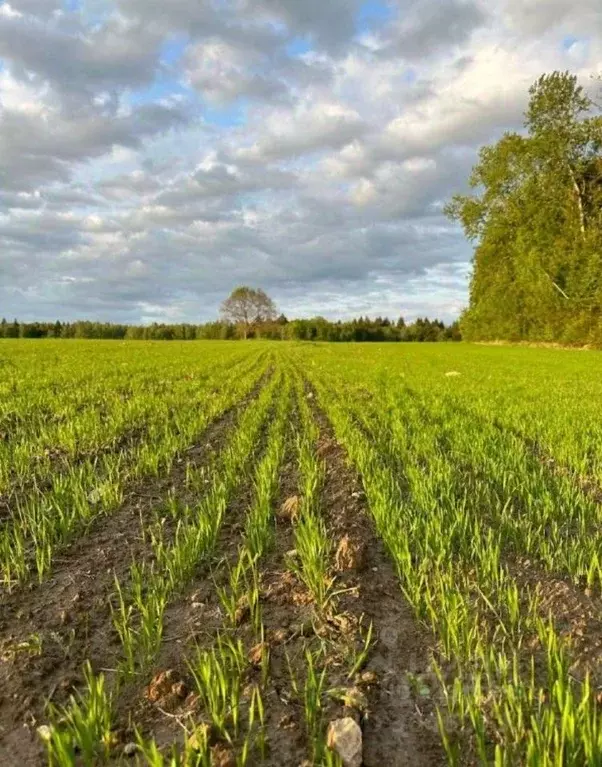 Участок в Московская область, Можайский муниципальный округ, д. Новый ... - Фото 2