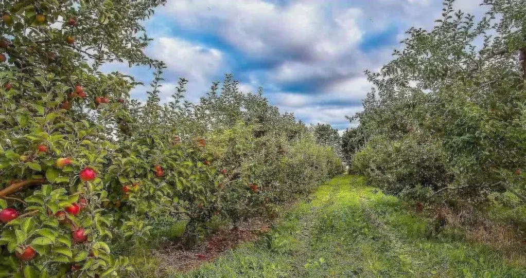 Участок в Тульская область, Тула городской округ, д. Липки 15 (1202.0 ... - Фото 1