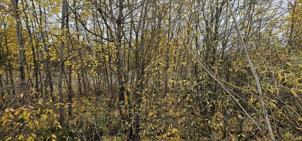 Участок в Московская область, Луховицы ул. Слободская (20.84 сот.) - Фото 2