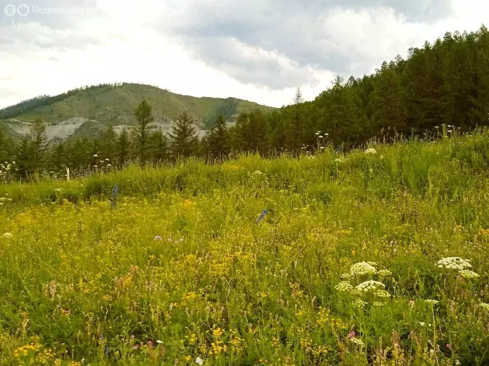 Участок в село Онгудай, Онгудайская улица (890 м) - Фото 1