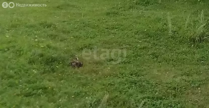 Участок в Пермский край, Бардымский муниципальный округ, село ... - Фото 2