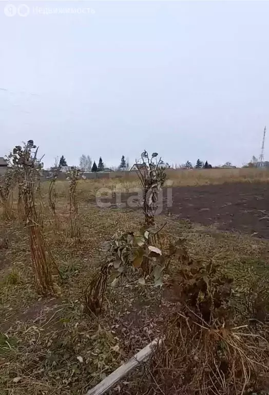 Участок в Мошковский район, село Сокур (8.6 м) - Фото 0