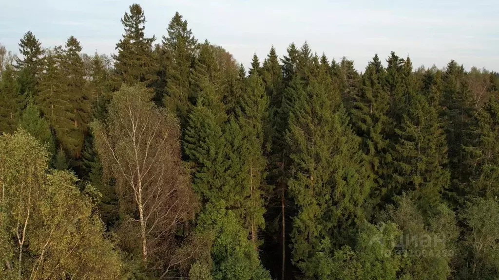 Участок в Московская область, Клин городской округ, Рижские горки кп  ... - Фото 1
