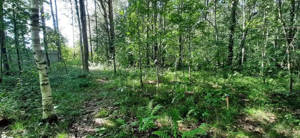 Участок в Приозерский район, Запорожское сельское поселение, деревня ... - Фото 1