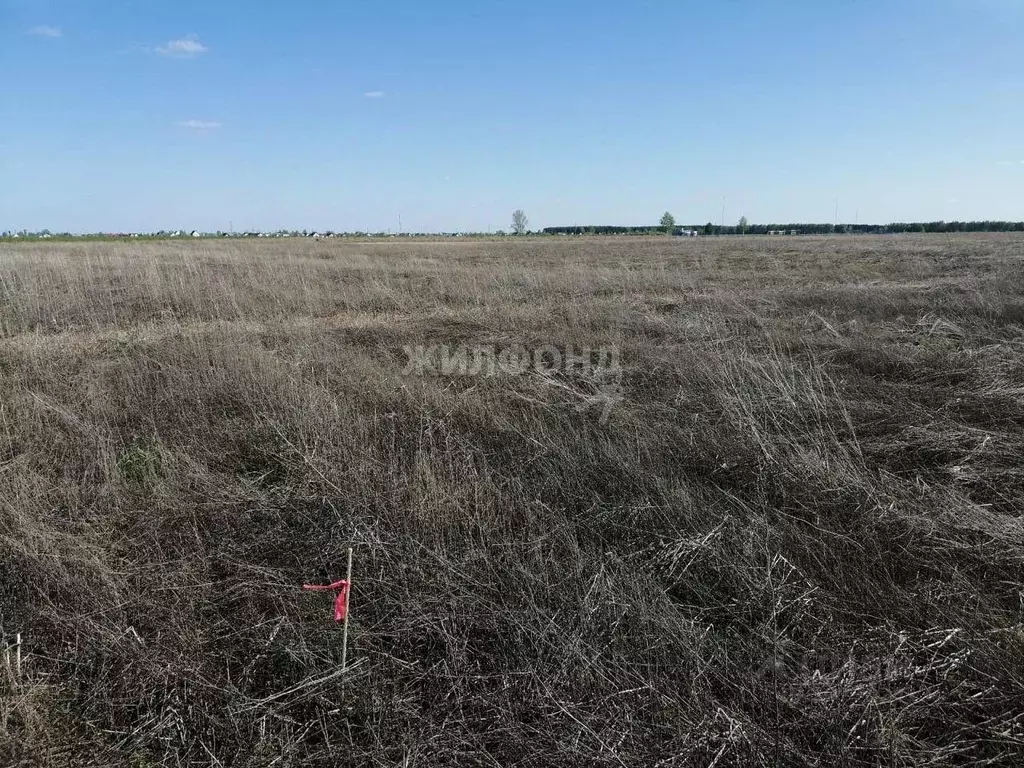 Участок в Новосибирская область, Колывань рп ул. Трактовая (1000.0 ... - Фото 0