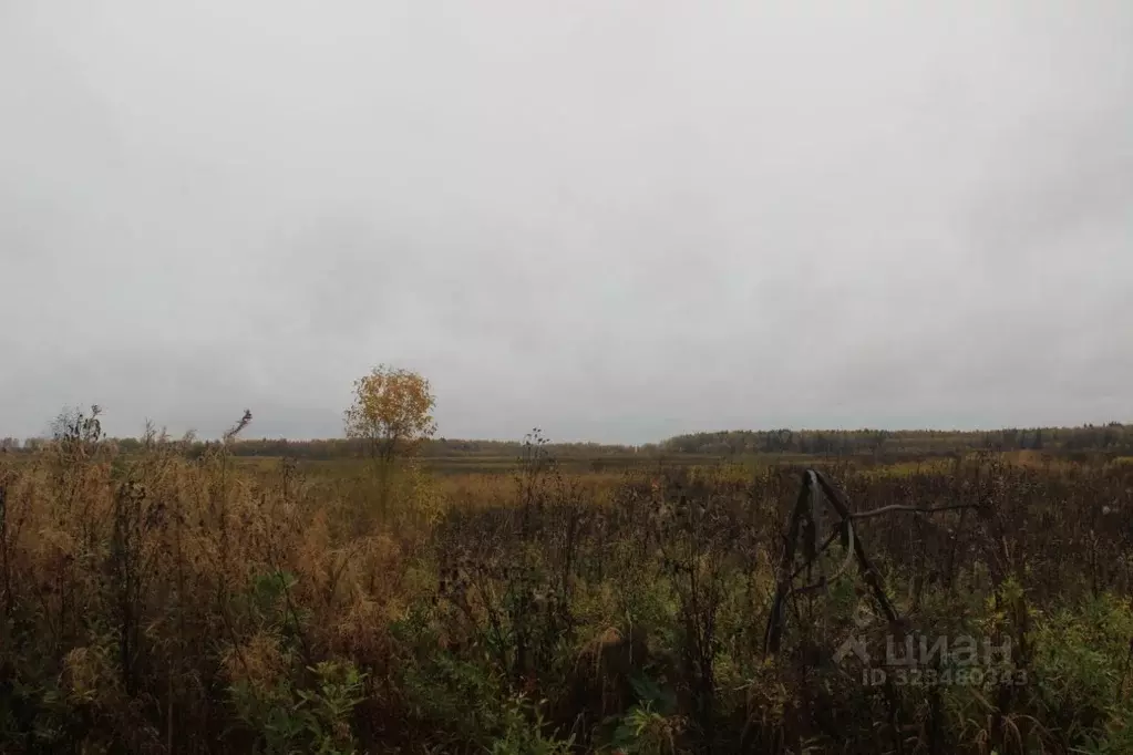 Участок в Московская область, Шаховская муниципальный округ, с. Белая ... - Фото 1