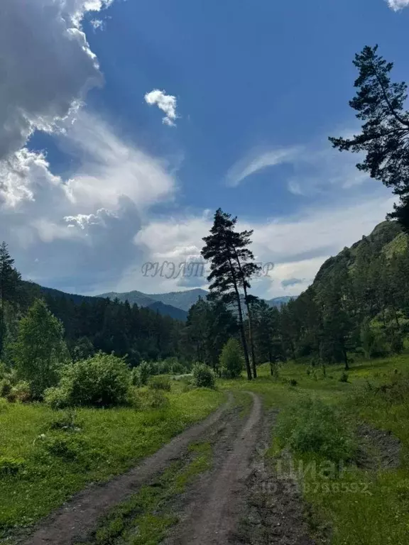 Участок в Алтай, Чемальский район, Узнезинское с/пос, с. Узнезя  (12.0 ... - Фото 1
