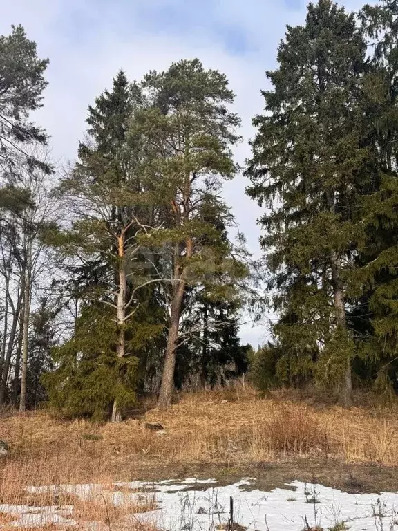 Участок в Ленинградская область, Приозерский район, Ларионовское ... - Фото 0