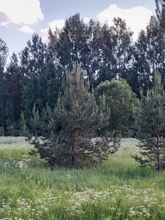 Участок в Ленинградская область, Выборгский район, Гончаровское с/пос, ... - Фото 1