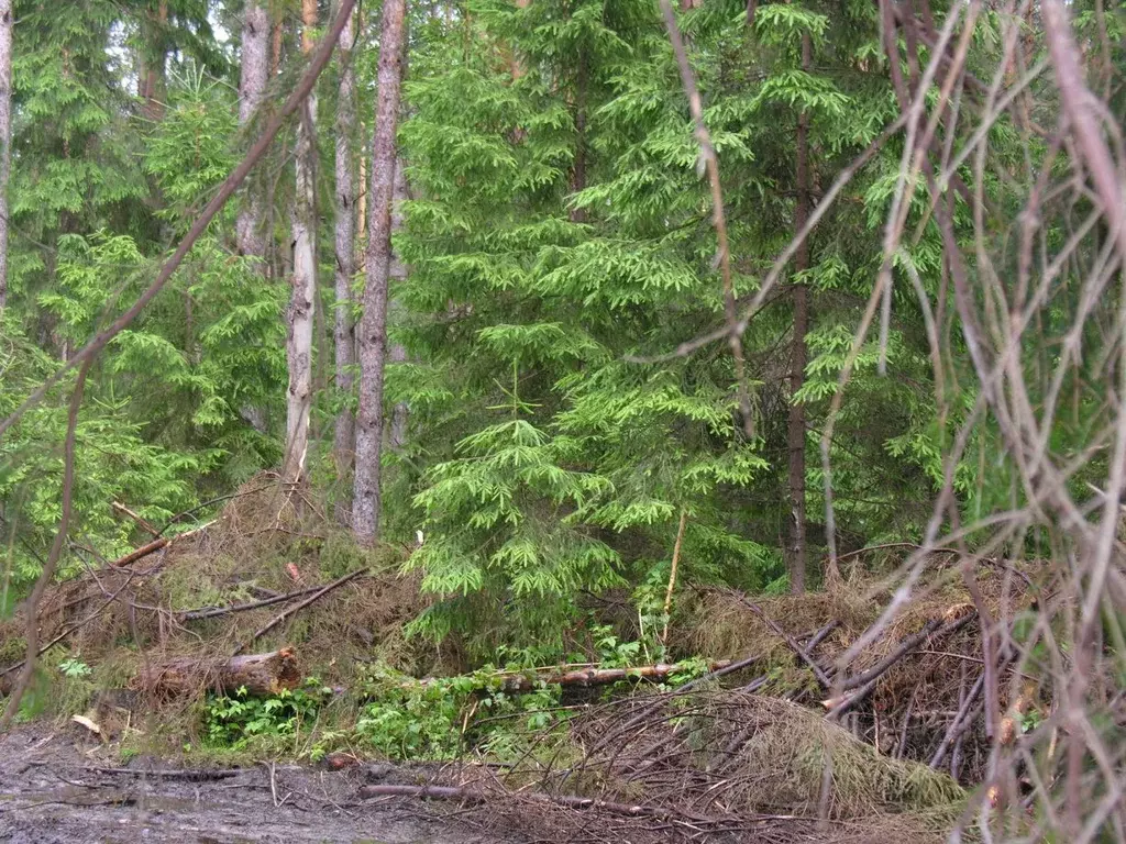 Участок в Рязанская область, Клепиковский муниципальный округ, д. ... - Фото 2