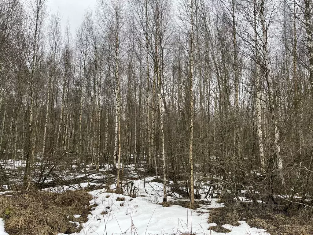Участок в Ленинградская область, Всеволожский район, Рахьинское ... - Фото 1