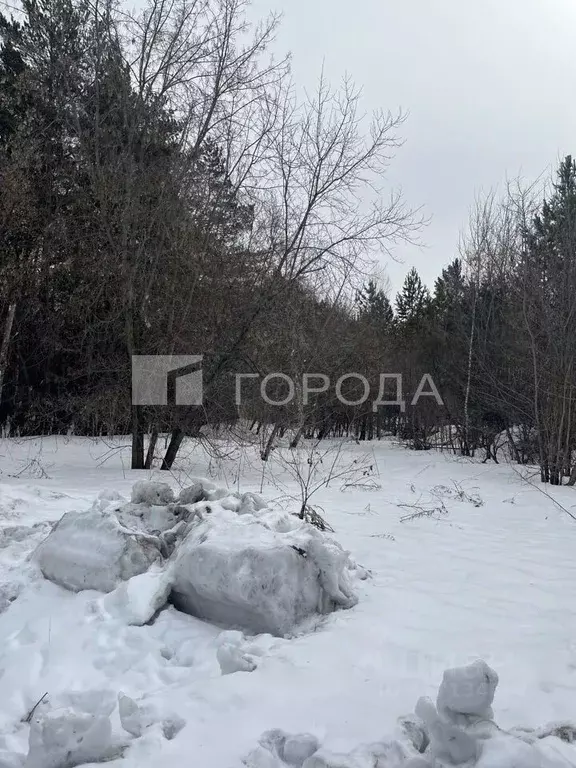 Участок в Новосибирская область, Новосибирский район, Барышевский ... - Фото 1