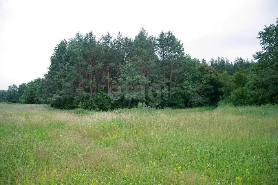Участок в Красносельский район, Прискоковское сельское поселение, ... - Фото 1