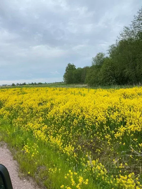 Участок в Ленинградская область, Ломоносовский район, Лопухинское ... - Фото 0