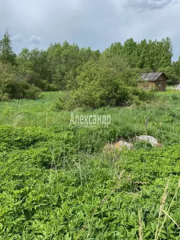 Участок в Ленинградская область, Приозерский район, Ларионовское ... - Фото 1