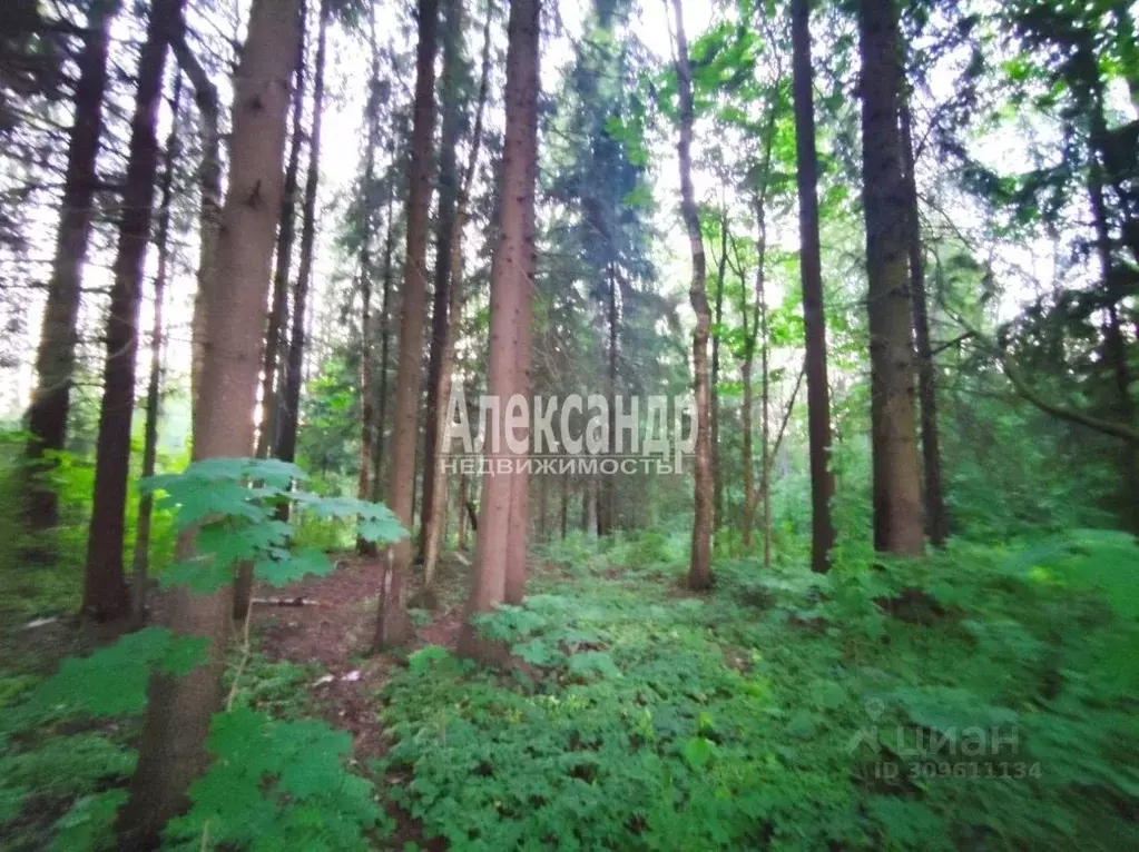 Участок в Ленинградская область, Всеволожский район, Агалатовское ... - Фото 1