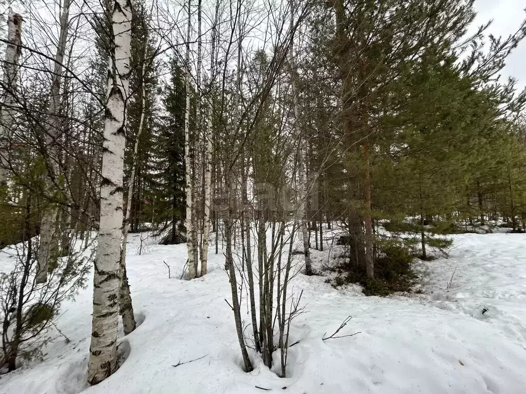 Участок в Архангельская область, Приморский муниципальный округ, СТ ... - Фото 2