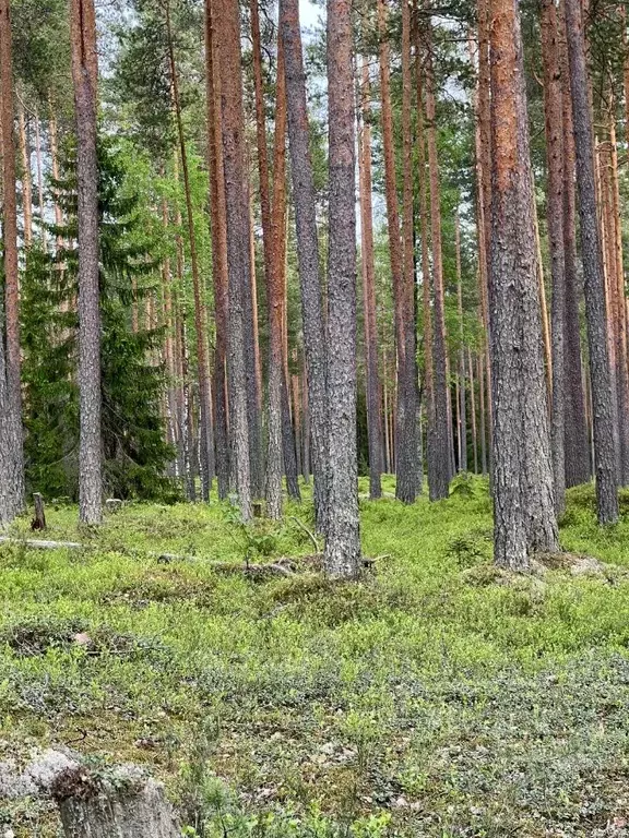 Участок в Ленинградская область, Выборгский район, Советское городское ... - Фото 0