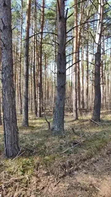 Участок 24,7 сот. (ИЖС) - Фото 1