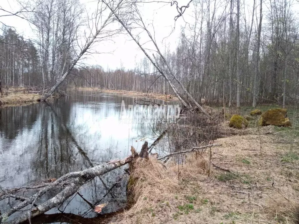 Участок в Ленинградская область, Приозерский район, Мельниковское ... - Фото 1