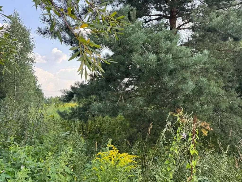 Участок в Московская область, Богородский городской округ, д. Черново  ... - Фото 1