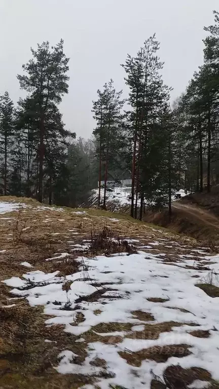 Участок в Ленинградская область, Лужский район, Толмачево городской ... - Фото 1