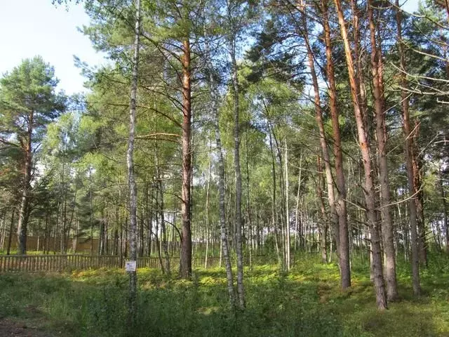 Участок 40 сот. (СНТ, ДНП) - Фото 1