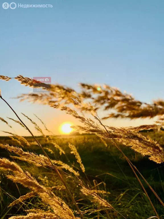 Участок в Рязанский муниципальный округ, село Борисково (25 м) - Фото 1