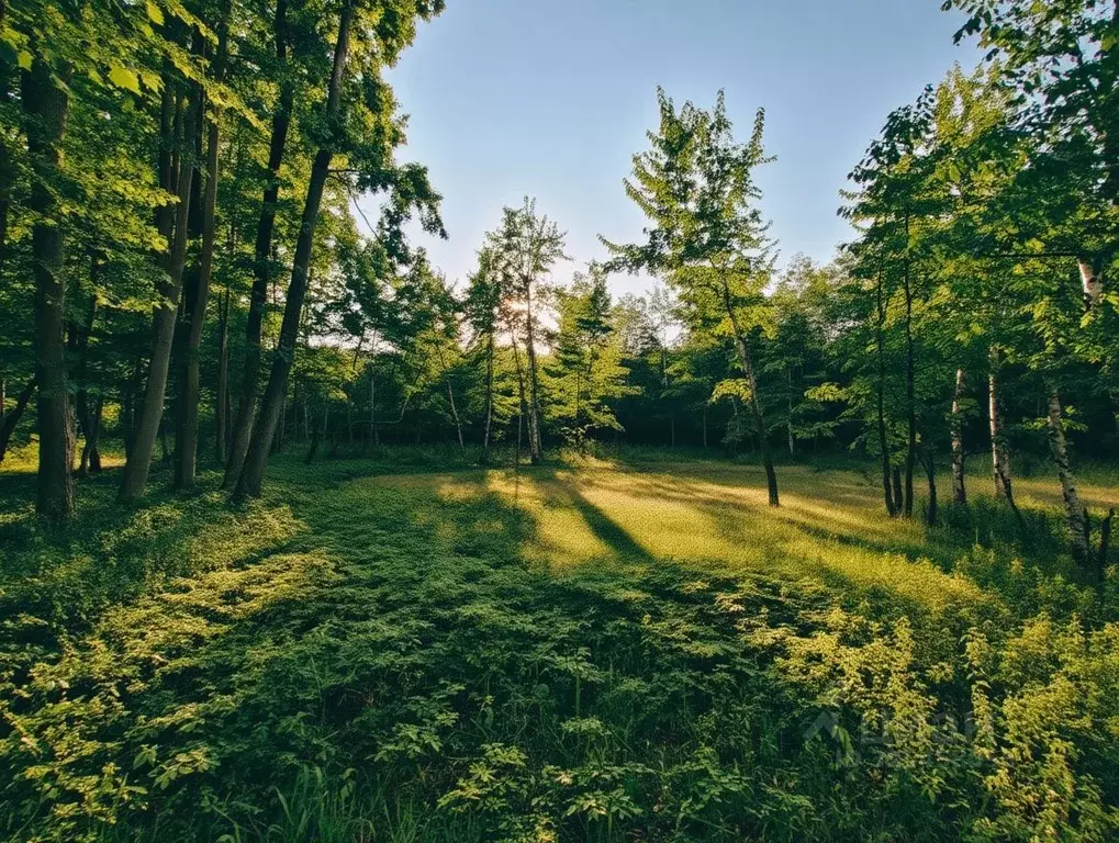 Участок в Ленинградская область, Приозерский район, Красноозерное ... - Фото 2